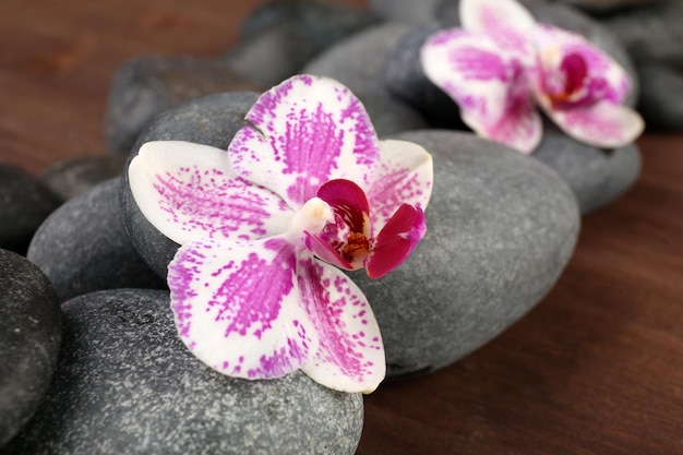 Spa stones and orchids closeup