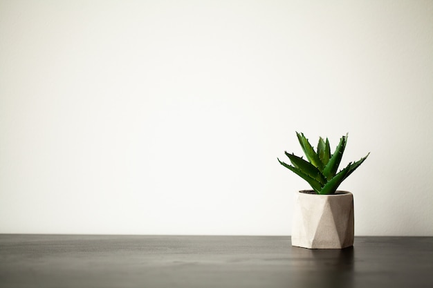 Spa. Succulent plant on window ledge in modern bathroom