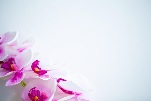 Spa and wellness scene Orchid flower on the wooden pastel background