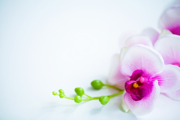 スパとウェルネスシーン。蘭の花