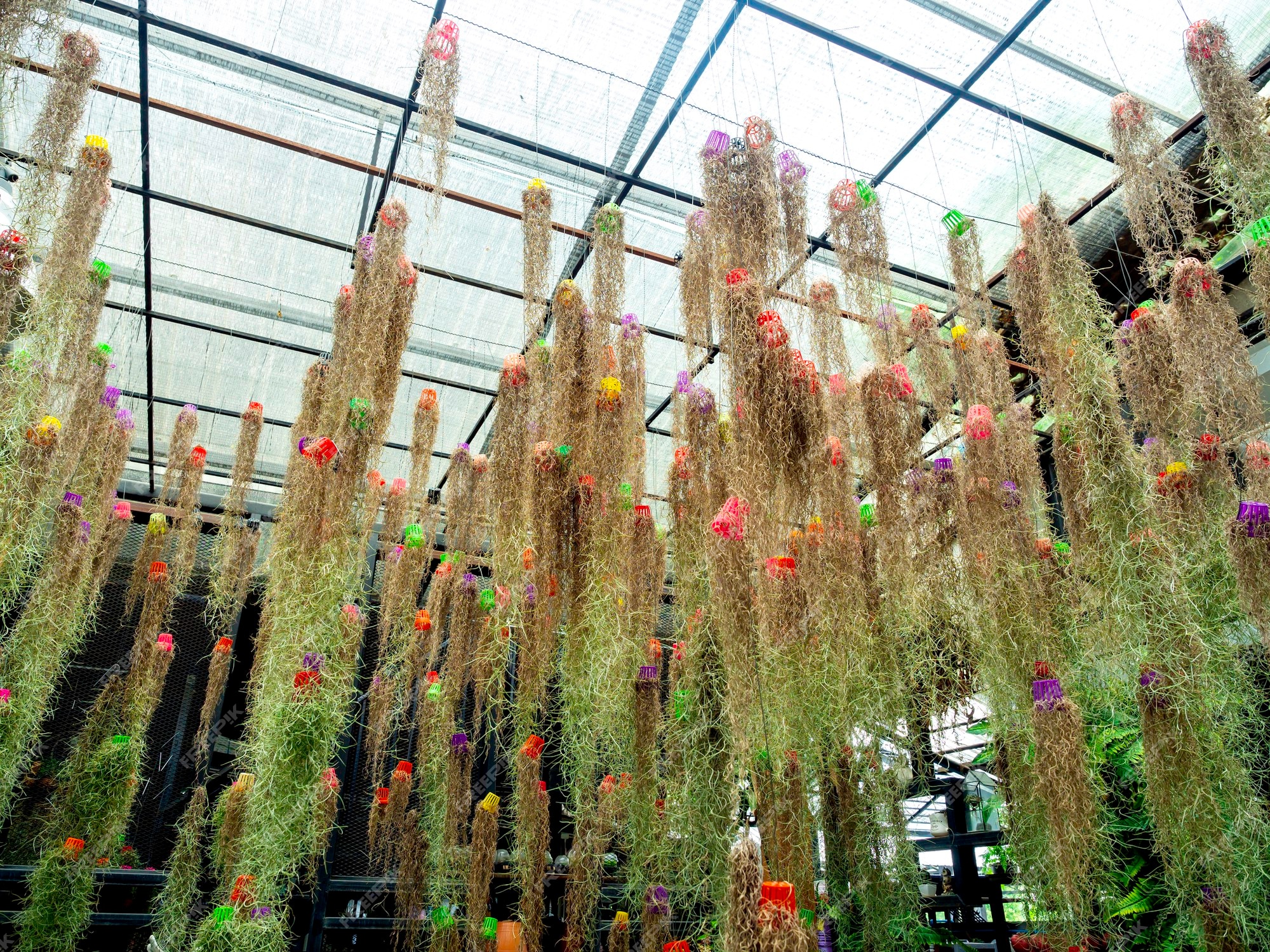 Verdwijnen gordijn esthetisch Spaans mos. hangplanten met kleine plastic pot. ondersteboven. veel mooie planten  hangen aan het plafond in de kastuin. | Premium Foto