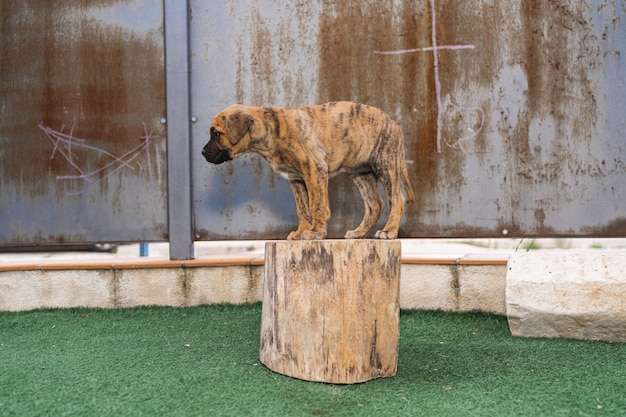 Spaanse Alano-puppy die op een boomstronk staat, bang om te springen