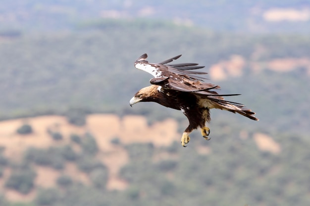 Spaanse keizerarend volwassen mannetje vliegen in een mediterraan bos op een winderige dag