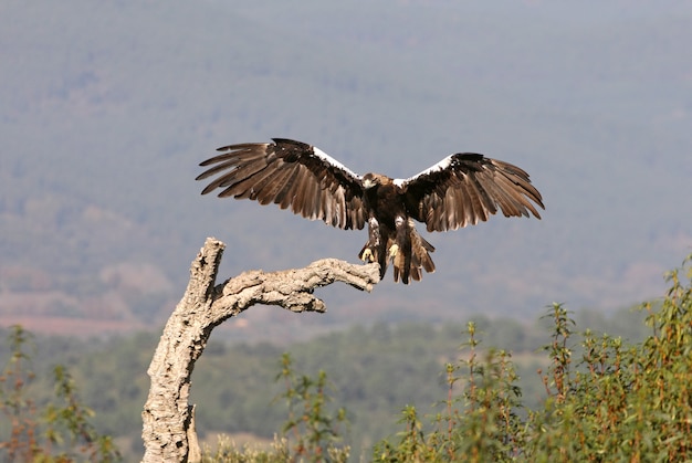 Spaanse keizerarend volwassen vrouwtje vliegen in een mediterraan bos op een winderige dag vroeg in de ochtend