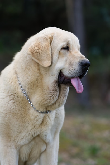 Spaanse mastiff rasechte hond met gele kleur vacht staande op het gras