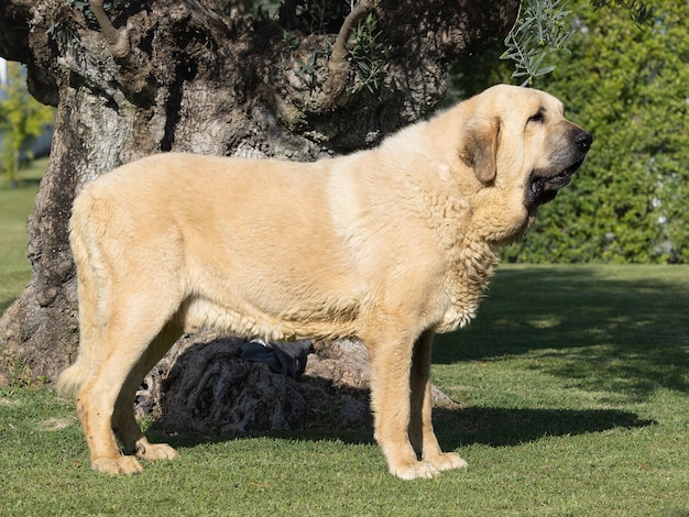 Spaanse Mastiff raszuivere hond volwassen staan op het gras