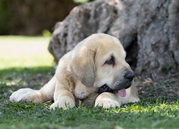 Spaanse Mastiffs puppy ligt op het gras