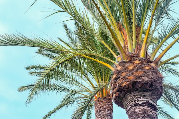 Spaanse palmboom op blauwe hemelachtergrond.