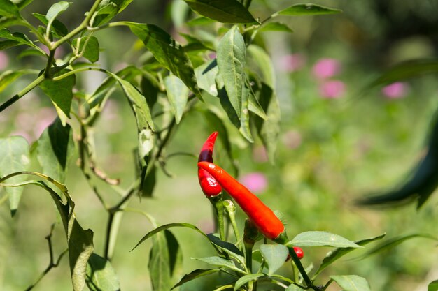 Spaanse pepers in de tuin.