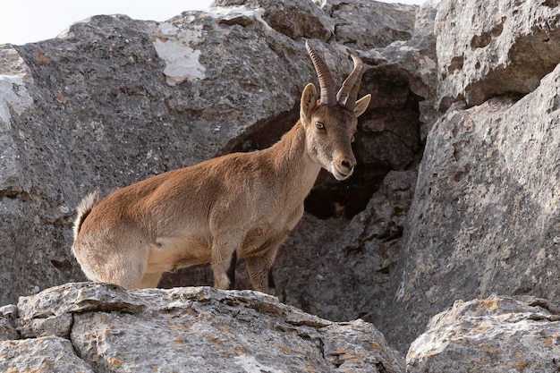 Spaanse Steenbok Capra pyrenaica hispanica Malaga Spanje