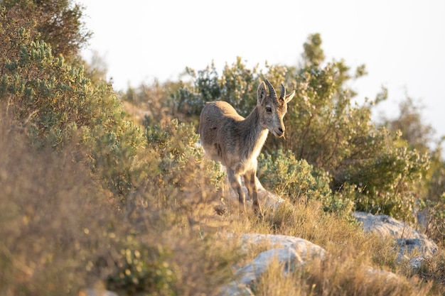 Foto spaanse steenbok jonge man in de natuur habitat wilde iberia spaanse dieren in het wild bergdieren