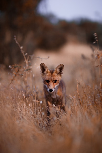 Spaanse vos (Vulpes vulpes)