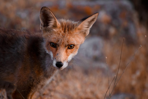 Foto spaanse vos (vulpes vulpes)