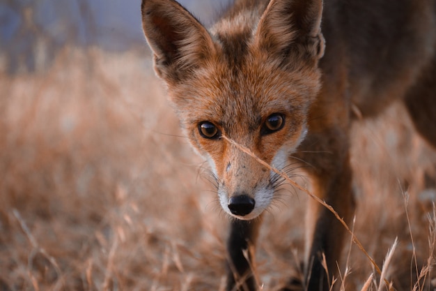 Spaanse vos (vulpes vulpes)