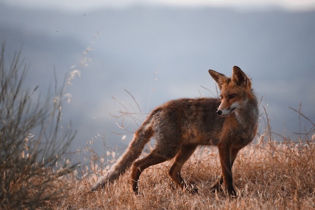 Spaanse vos (Vulpes vulpes)