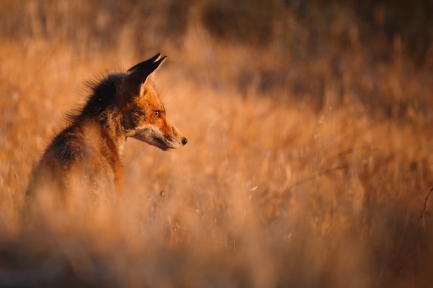 Foto spaanse vos (vulpes vulpes)