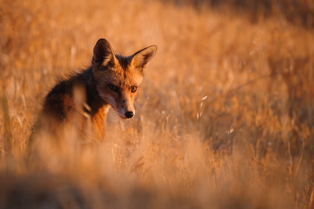 Spaanse vos (vulpes vulpes)