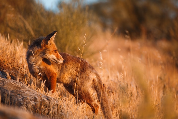 Foto spaanse vos (vulpes vulpes)