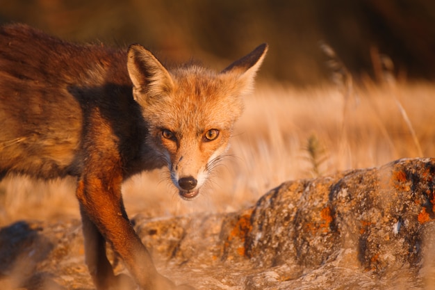 Foto spaanse vos (vulpes vulpes)