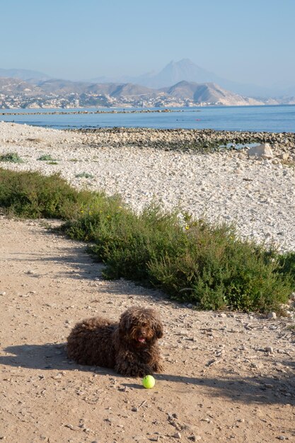 Spaanse waterhond met bal op El Campello Beach Alicante Spanje