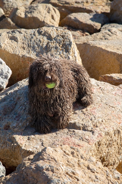 Spaanse Waterhond op Rots in El Campello Alicante Spanje