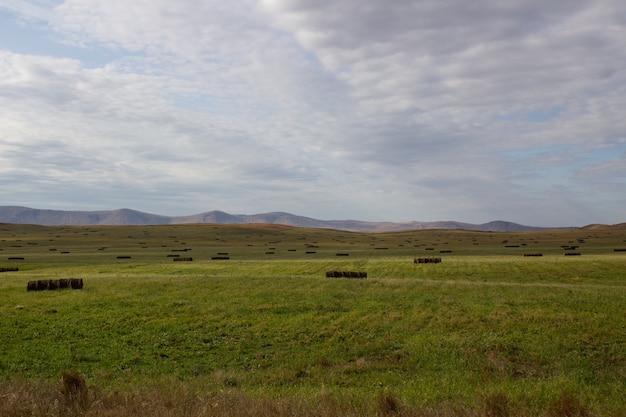 牛が放牧する広々とした緑地。