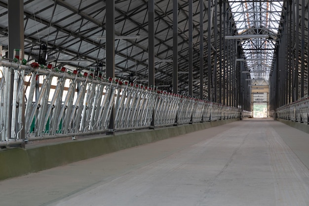 Spacious ventilated aisles on a modern dairy farm