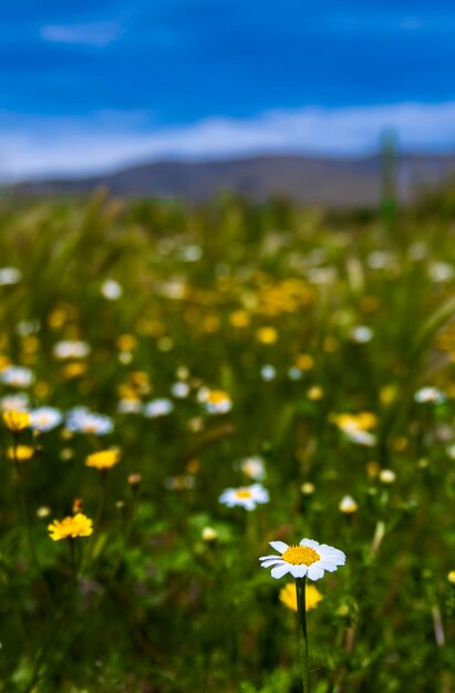 In spain there are always daisies in spring and summer