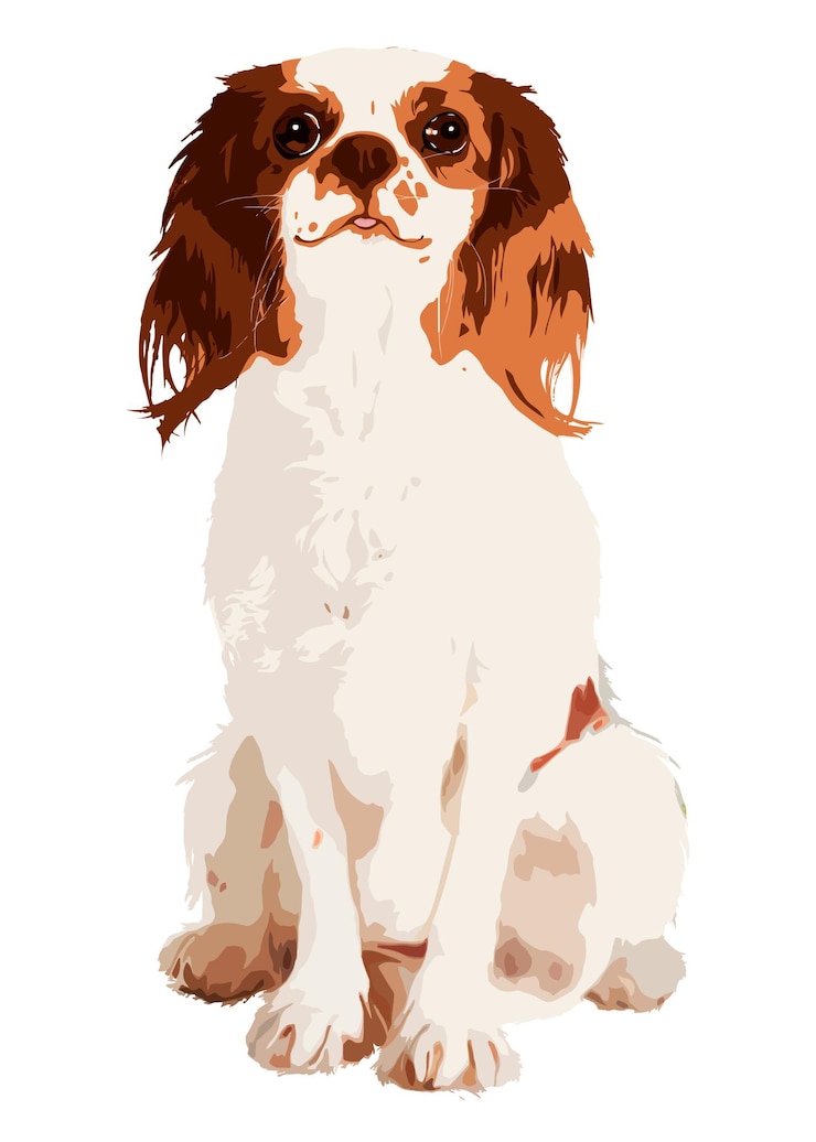 Photo spaniel dog png sticker transparent background