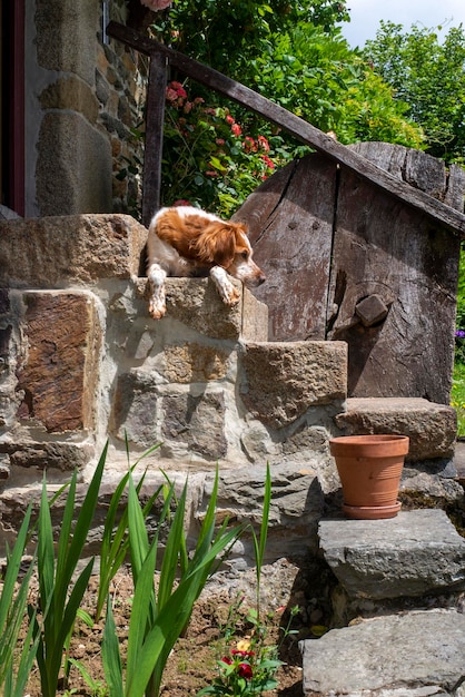 Spaniel dog on the porch of the house