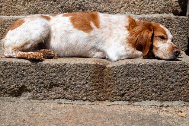 家のポーチにスパニエル犬