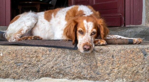 Spaniel dog on the porch of the house