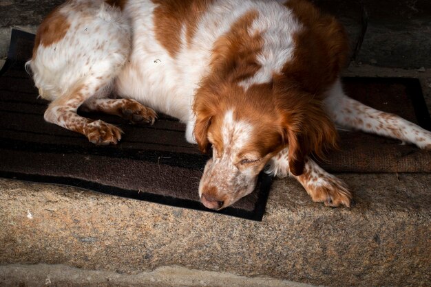 Spaniel dog on the porch of the house