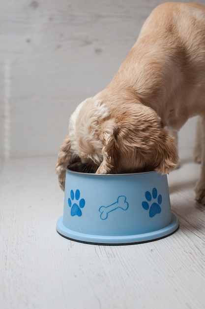 Foto spaniel che mangia cibo per cani dalla sua ciotola