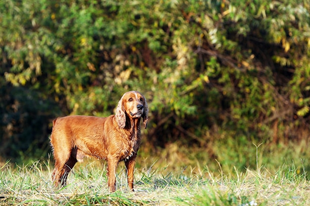 Spaniel in het park