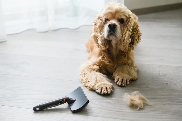 Spaniel lying on the floor with a comb at home