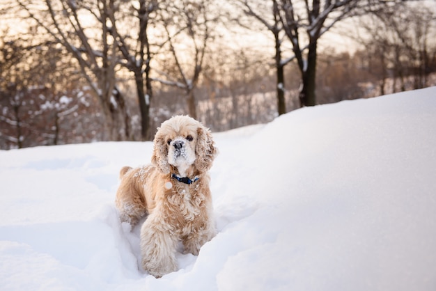 Spaniel in snowy forest