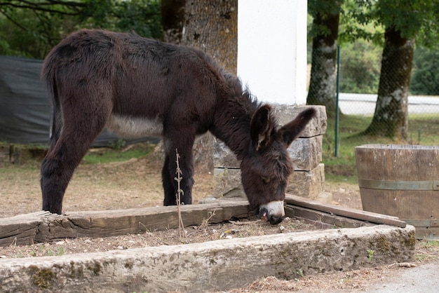 Spanish donkey in freedom in a park of care of the species