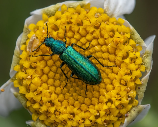 Spanish fly on a daisy flower in a garden feeding on nectar