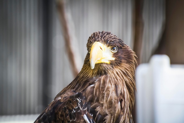 Spanish golden eagle in a medieval fair raptors