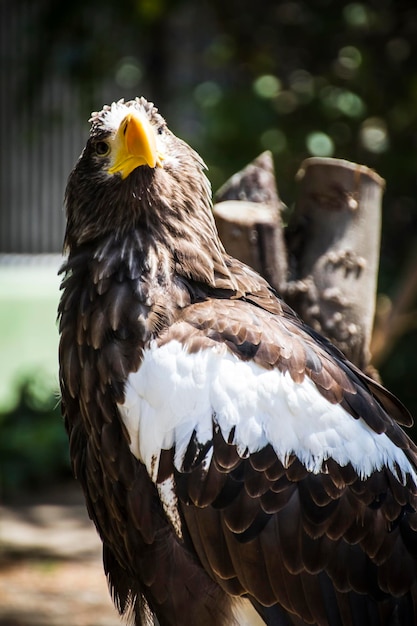 Spanish golden eagle in a medieval fair raptors