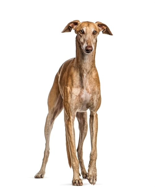 Spanish greyhound, 6 years old, in front of white background