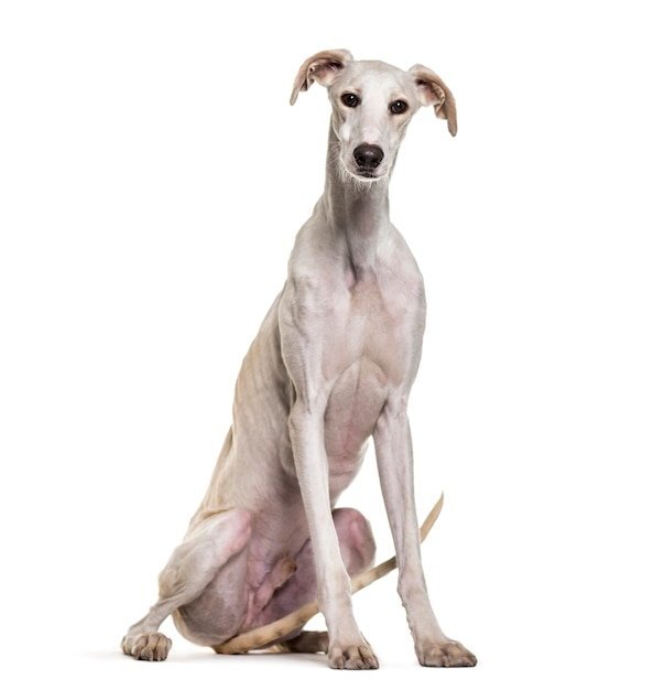 Spanish greyhound dog sitting