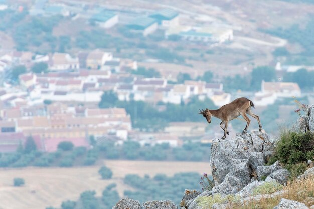 스페인어 Ibex Capra pyrenaica hispanica 말라가 스페인