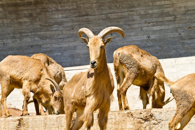 Spanish ibex, group