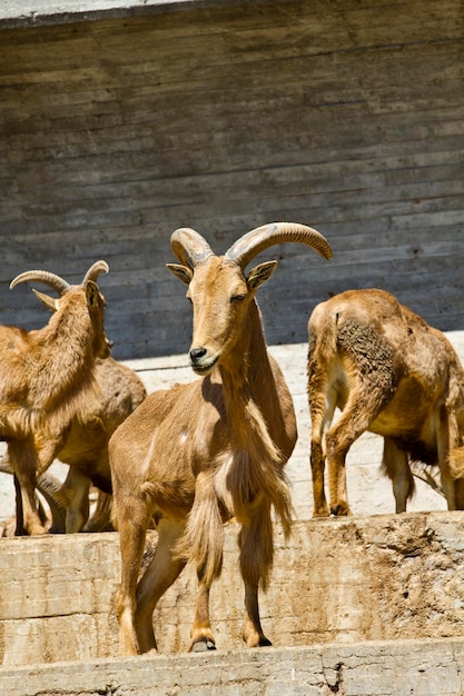 Spanish ibex, group