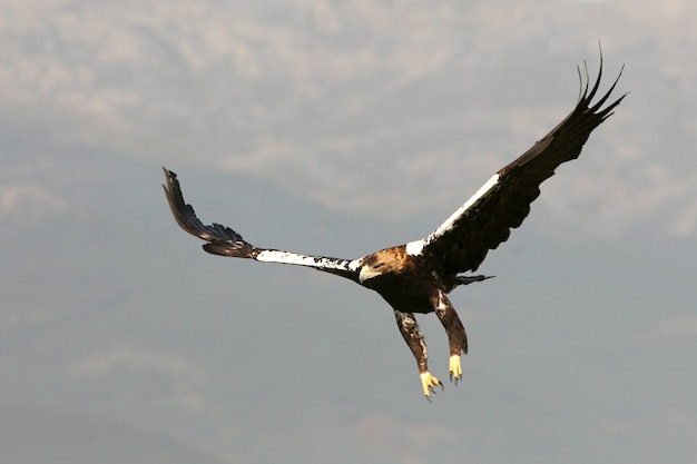 Spanish Imperial Eagle adult  female flying in a Mediterranean forest on a windy day early morning