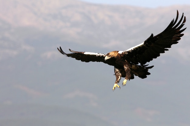 Photo spanish imperial eagle adult  female flying in a mediterranean forest on a windy day early morning