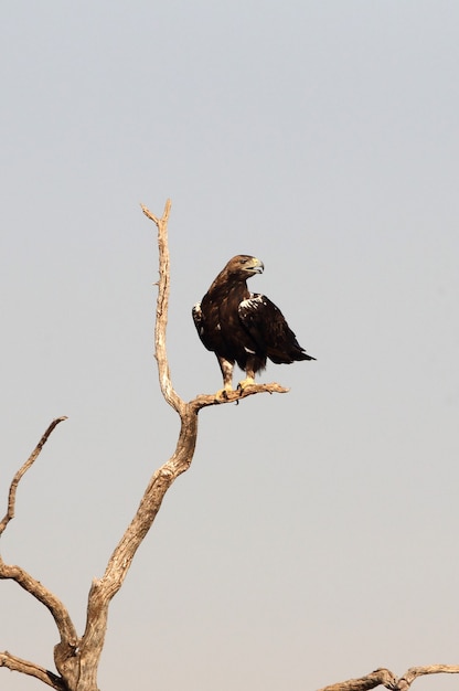 Испанский имперский орел взрослый самец в первый час утра