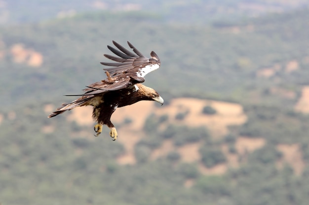 Spanish Imperial Eagle adult  male flying in a Mediterranean forest on a windy day